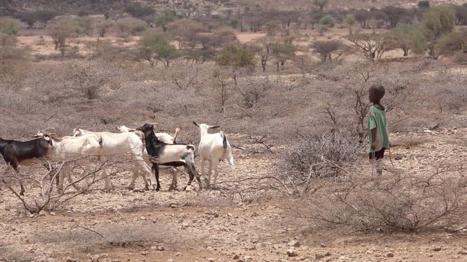 Child herding